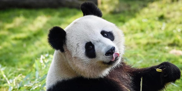 Comment dit-on "panda" en espagnol ?