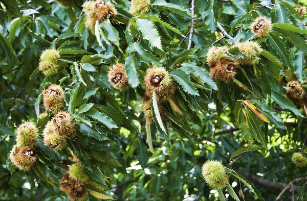 Quel arbre fruitier, dont le bois est utilisé pour les charpentes, a pour nom latin Castanea ?