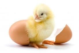 La poule fabrique la coquille de son œuf en 24 heures et laisse une poche d’air entre celle-ci et la membrane coquillière qui enveloppe le blanc. A quoi sert-elle ?