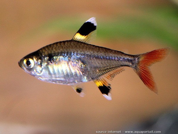 Trouvez le nom de ce poisson de GUYANE :
