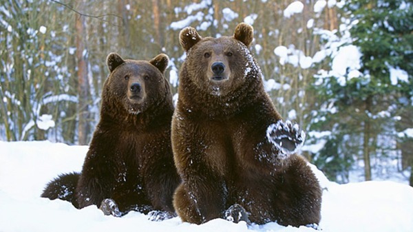 Vrai ou faux : durant sa période d’hibernation, l’ours doit bien s'hydrater afin de survivre au froid.