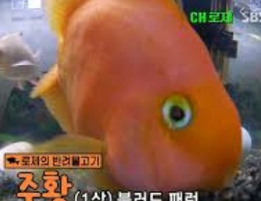A qui appartient ce poisson ?