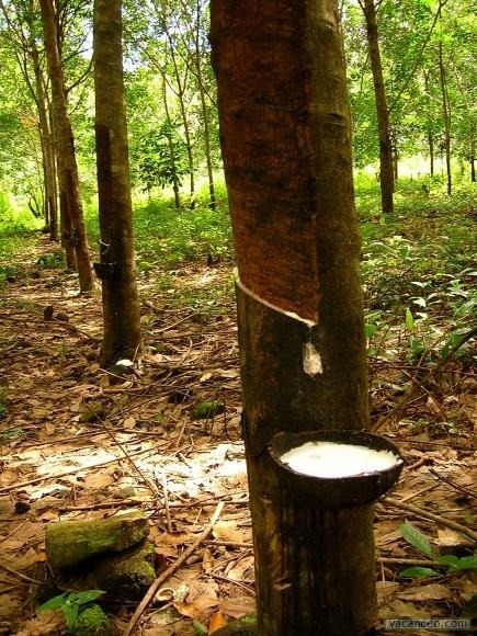 L’Hevea brasiliensis, un grand arbre de la forêt amazonienne, est aussi appelé…