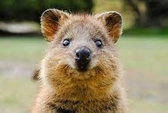Quel est le nom de ce petit marsupial photogénique ?