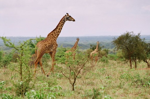 Comment une girafe nettoie-t-elle son oreille droite ?
