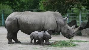 Quel rhinocéros n'existe pas en Afrique ?