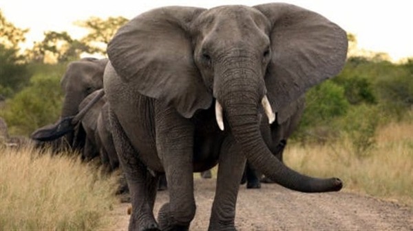 Les éléphants ne boivent pas directement par leur....
