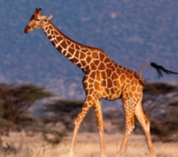 Comment dit-on girafe en anglais ?
