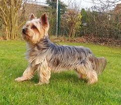 Quel comté du Royaume-Uni a donné son nom à une race de chiens de petite taille ?