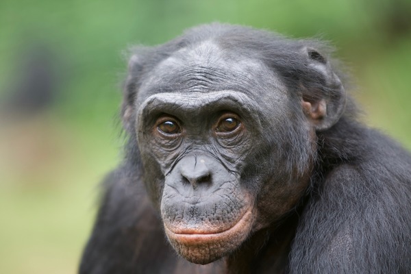 Le bonobo est connu pour...?