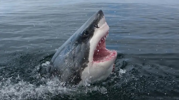 L'animal qui possède la mâchoire la plus puissante est le requin blanc.