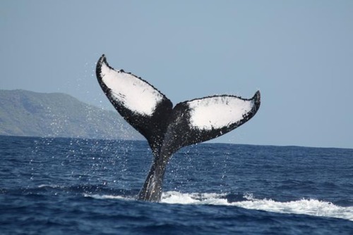 Quelle taille mesure la baleine ?
