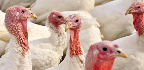 How many turkeys are pardons ?