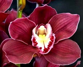 Donner le nom usuel et botanique et la famille de cette fleur :