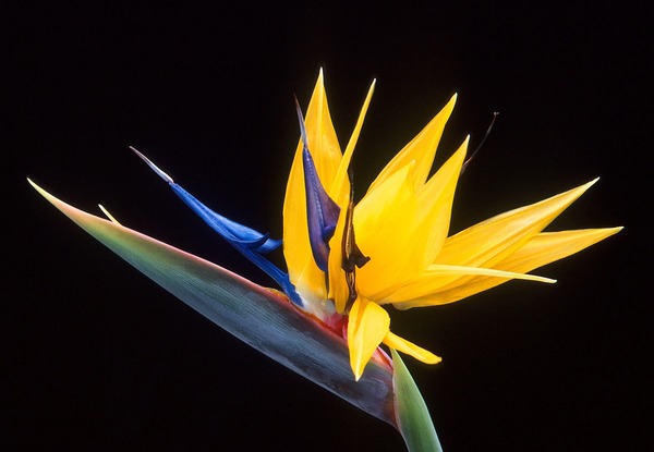 Donnez le nom usuel, le nom botanique et la famille de cette fleur :