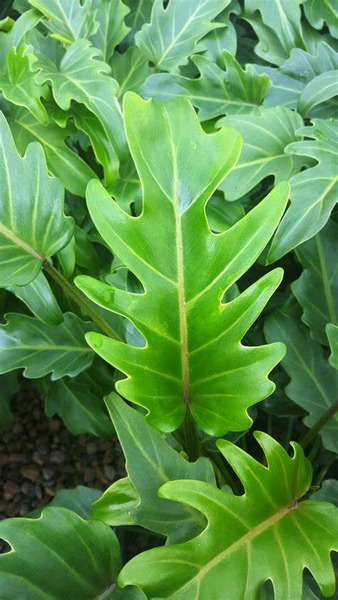 Donnez le nom usuel, le nom botanique et la famille de ce feuillage ?