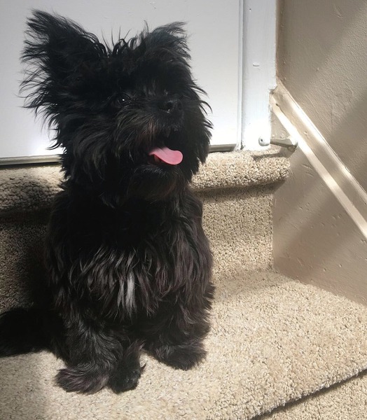Quelle chanteuse a créé un compte Instagram pour son chien "Bear", dont elle est folle ?