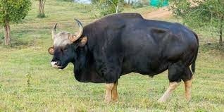 Le plus gros bovidé sauvage, originaire d'Asie du Sud-Est, peut mesurer 220 cm au garrot et peser plus d'une tonne !