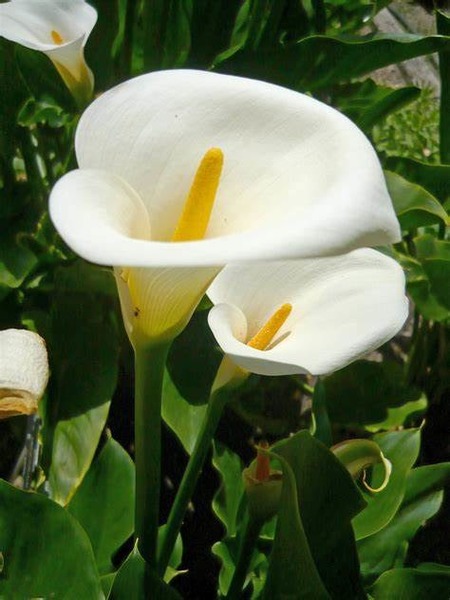 Donner la famille de l'Arum et du Calla :