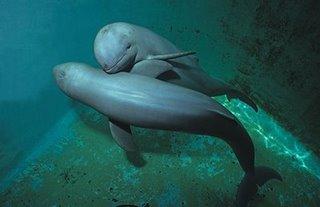 Où vivait ce dauphin d'eau douce, éteint depuis 2006 par la faute de l'homme ?
