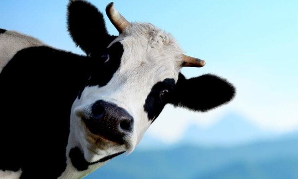 De quel liquide s'abreuvent principalement les vaches (donc adultes) ?