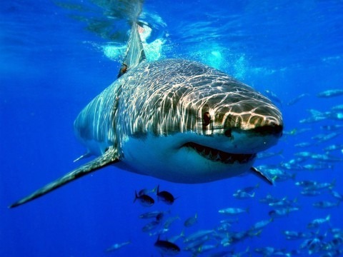 Au moins 20 espèces de requins sont dangereuses pour l’homme