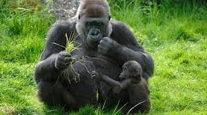 Combien de kilos de verdure avale un gorille mâle adulte par jour ?