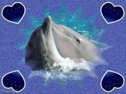Quelle est l'espérance de vie d'un dauphin dans un delphinarium ?