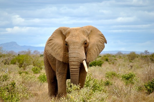 Les éléphants d'Asie sont-ils en danger ?