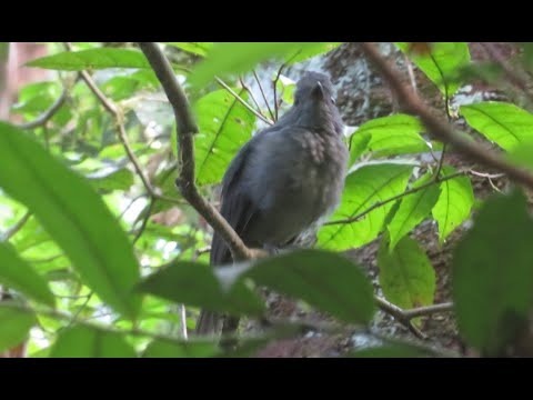 C'est un petit oiseau, que l'on entend à longueur de journée en forêt amazonienne !