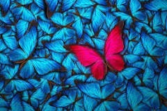 Quel est le symbole du papillon ?