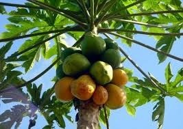 De quel arbre est originaire la papaye ?