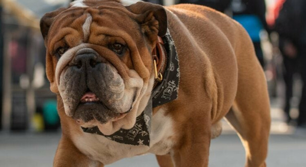 De quel sportif, le célèbre Roscoe était-il l'ami fidèle ?