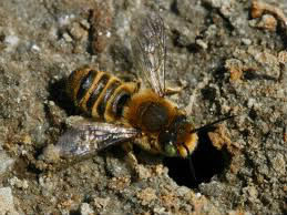 Cette abeille est ...
