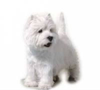 Quel est le nom de la pâtée pour chiens (logo : petit chien blanc à long poil) ?