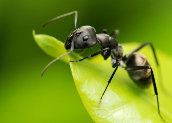 Quel est le nom scientifique de la fourmis ?