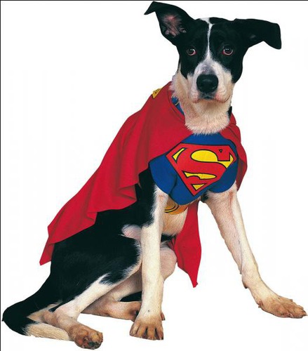 En quel superhéros ce chien est-il déguisé ?