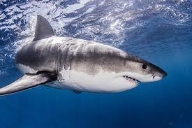 Combien d’espèces de requins sont aujourd’hui recensées dans le monde ?