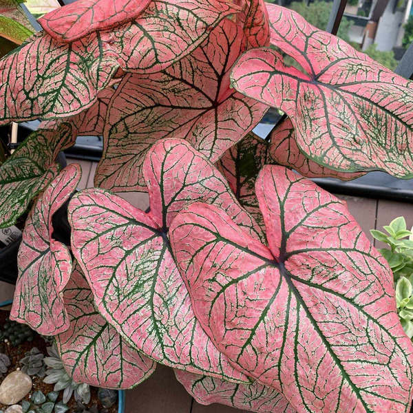 Donnez le nom usuel de cette plante ?
