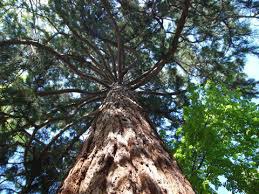 Quel arbre est célèbre pour être le plus grand de tous ?