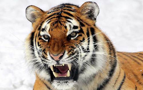 Le tigre :
