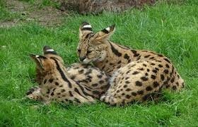 Quelle est la période de gestation du serval ?