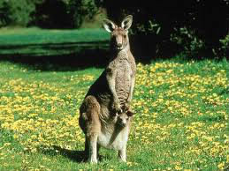 Jusqu'à quelle hauteur un kangourou peut-il sauter ?