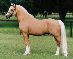 Quelle est la couleur de la robe de ce cheval ?