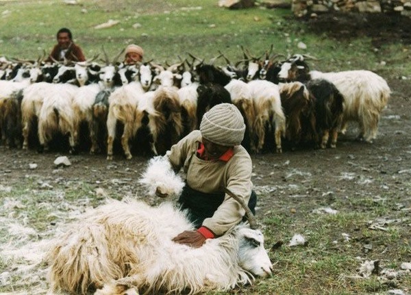 Avec la laine de quel animal fait-on du cachemire ?