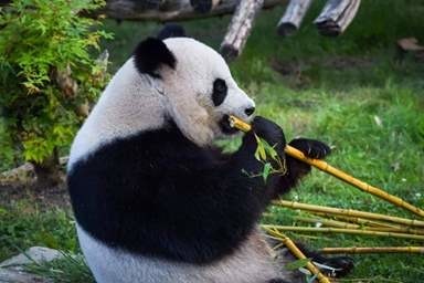 Tous les pandas du monde appartiennent à la Chine.