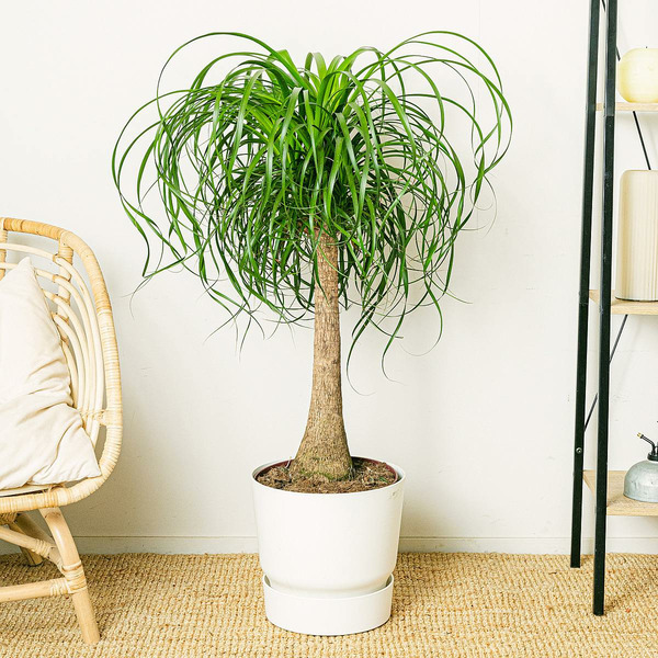 Donnez le nom usuel et le nom botanique de cette plante :