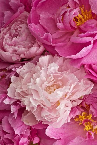 Donnez le nom usuel et le nom botanique de cette fleur ?