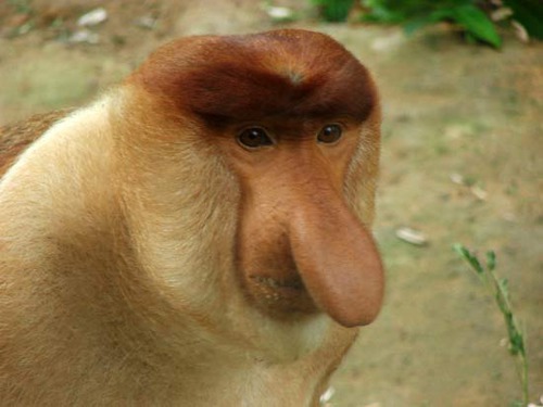 Quelle est cette espèce de singe ?