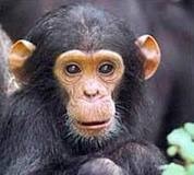 Le primate est :